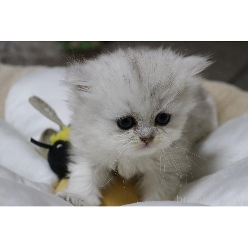 販売中の福岡県のペルシャ(チンチラ)-133808の4枚目