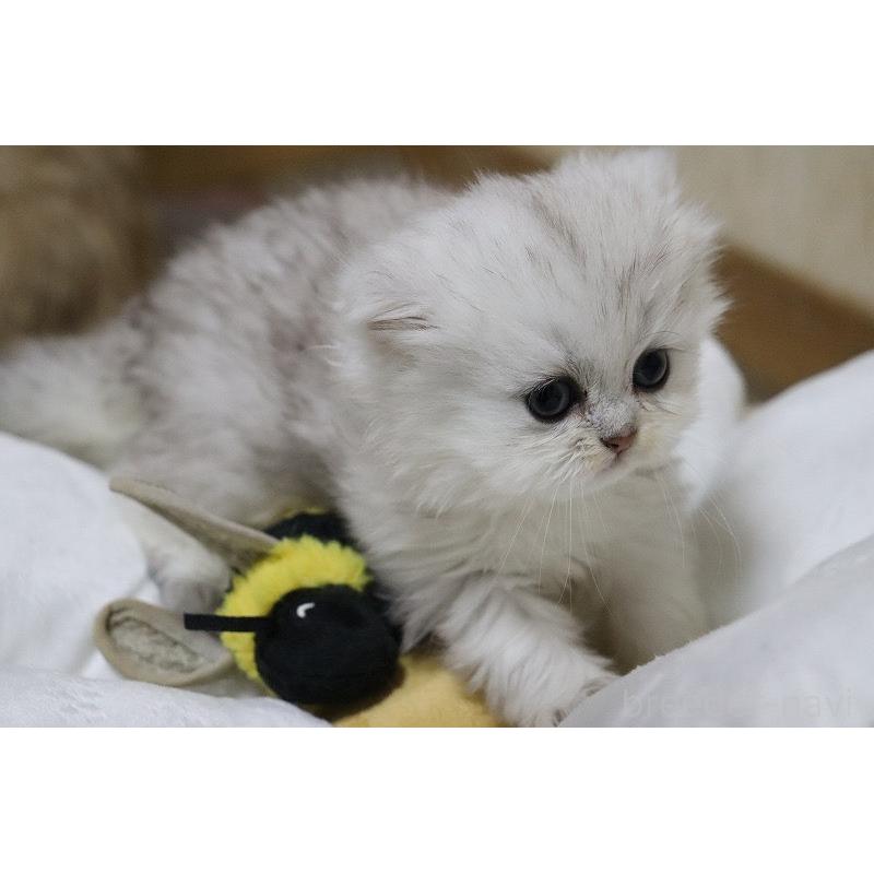 販売中の福岡県のペルシャ(チンチラ)-133808の3枚目