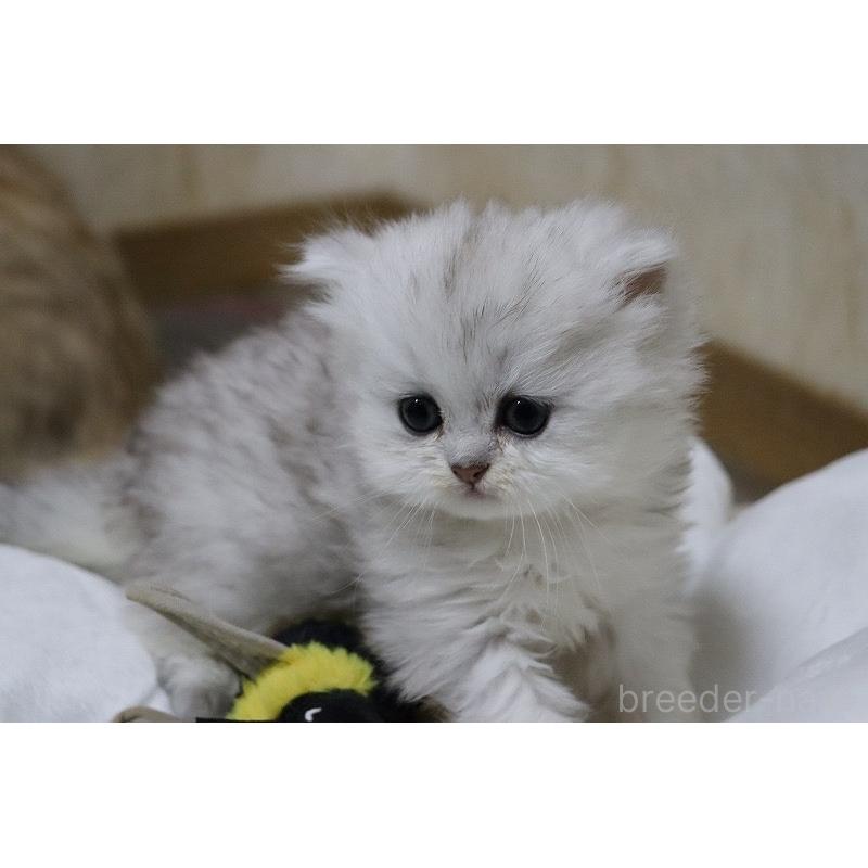 販売中の福岡県のペルシャ(チンチラ)-133808の2枚目