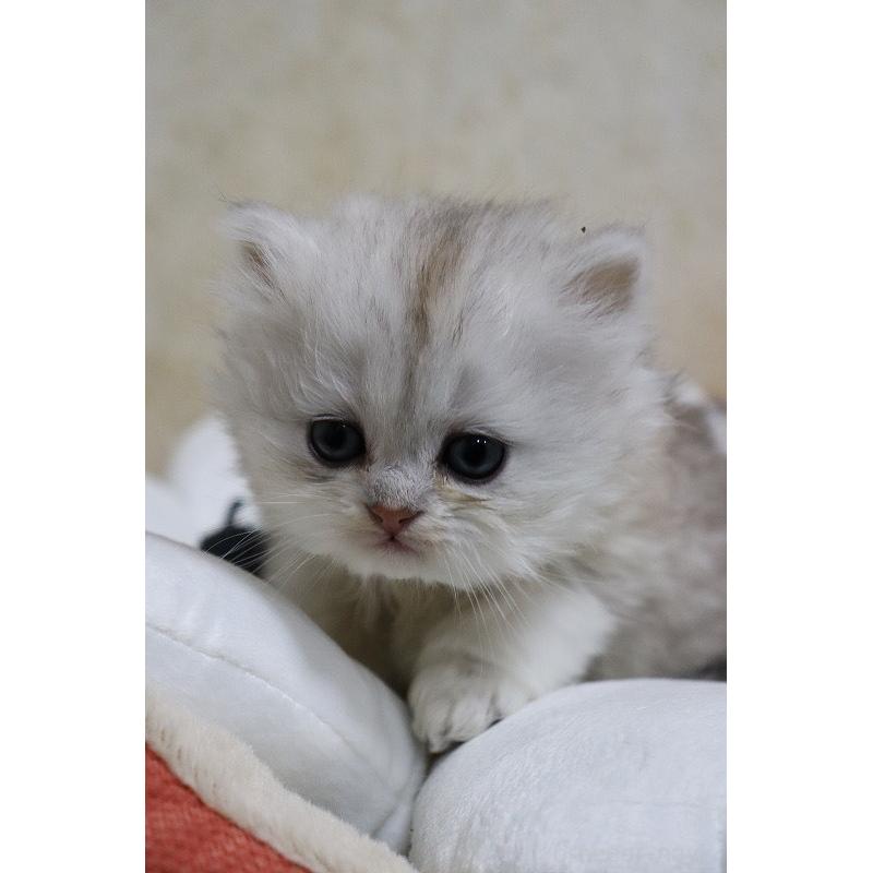 販売中の福岡県のペルシャ(チンチラ)-133810の5枚目