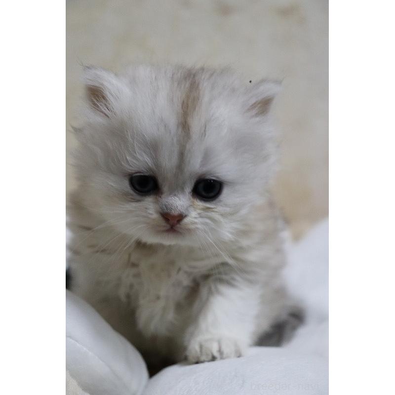 販売中の福岡県のペルシャ(チンチラ)-133810の4枚目