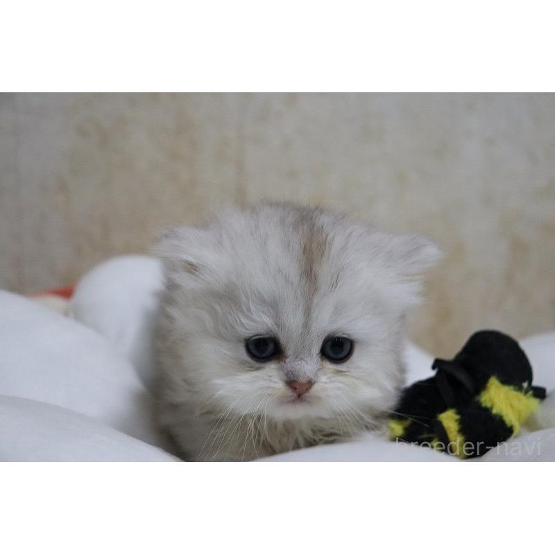 販売中の福岡県のペルシャ(チンチラ)-133810の3枚目