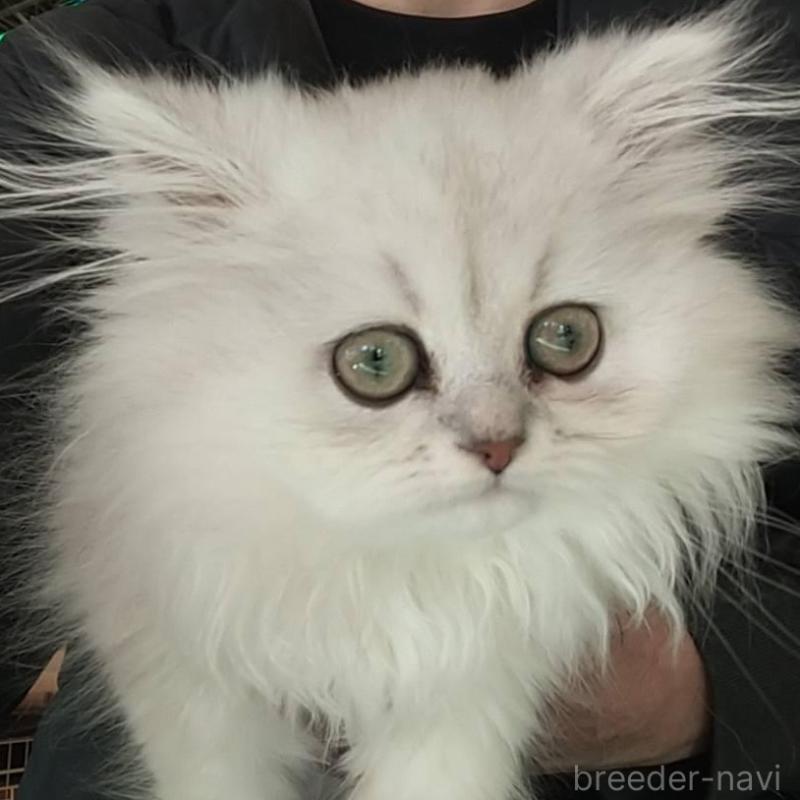 販売中の愛知県のペルシャ(チンチラ)-129512