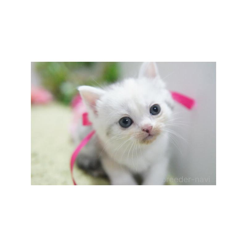 販売中の神奈川県のミヌエット-133812の6枚目