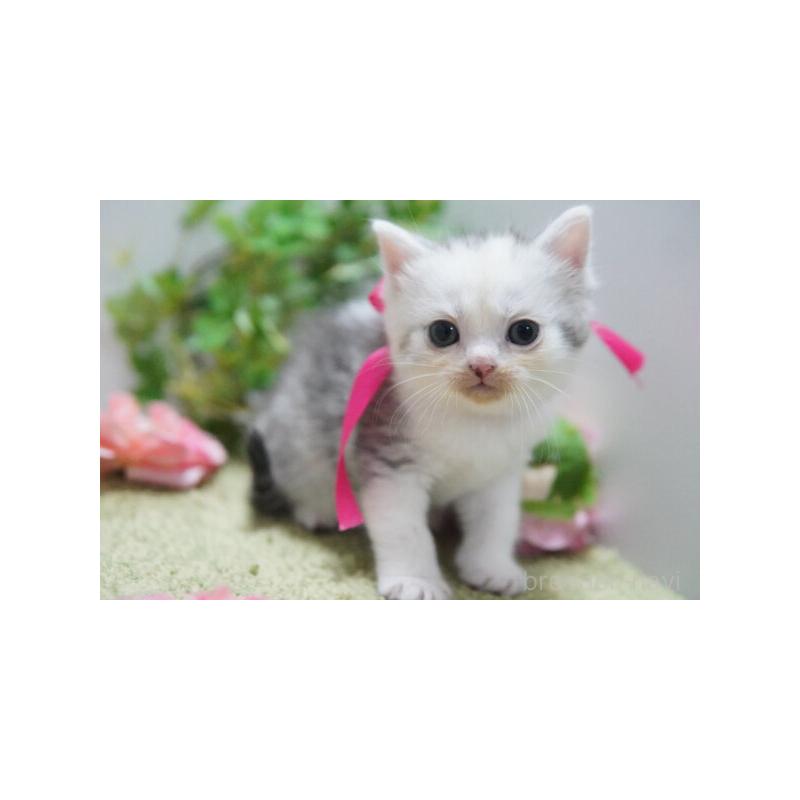 販売中の神奈川県のミヌエット-133812の5枚目