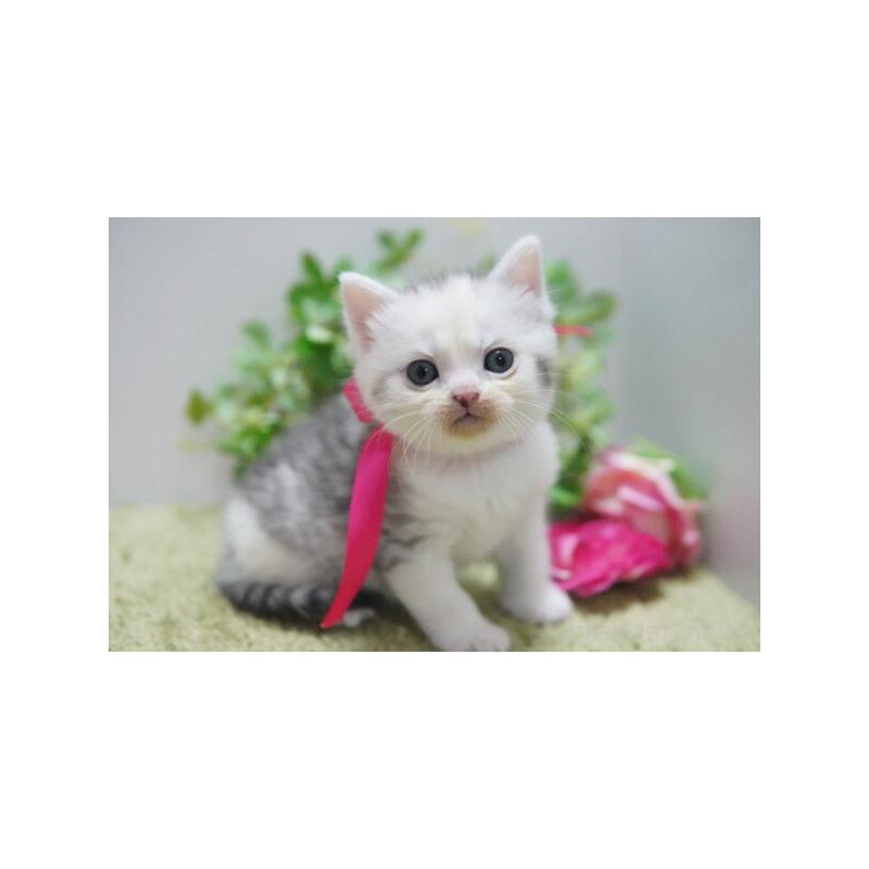 販売中の神奈川県のミヌエット-133812の4枚目