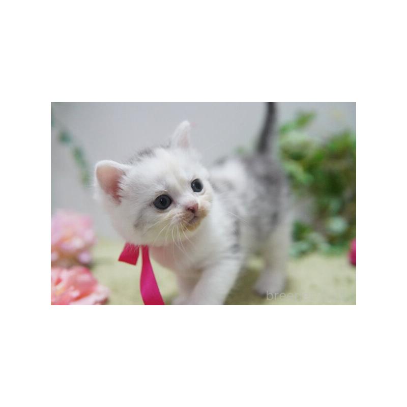 販売中の神奈川県のミヌエット-133812の3枚目