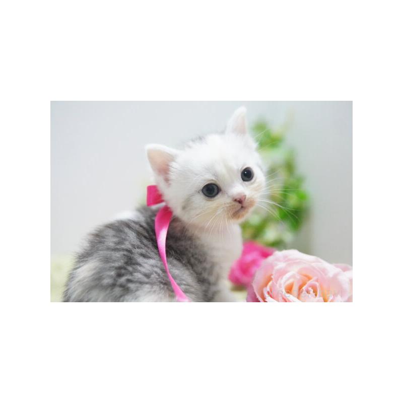 販売中の神奈川県のミヌエット-133812の2枚目