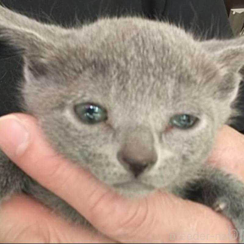 販売中の愛知県のロシアンブルー-132328