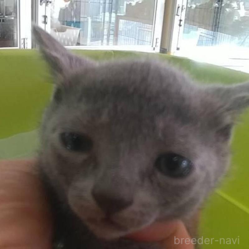 販売中の愛知県のロシアンブルー-132325