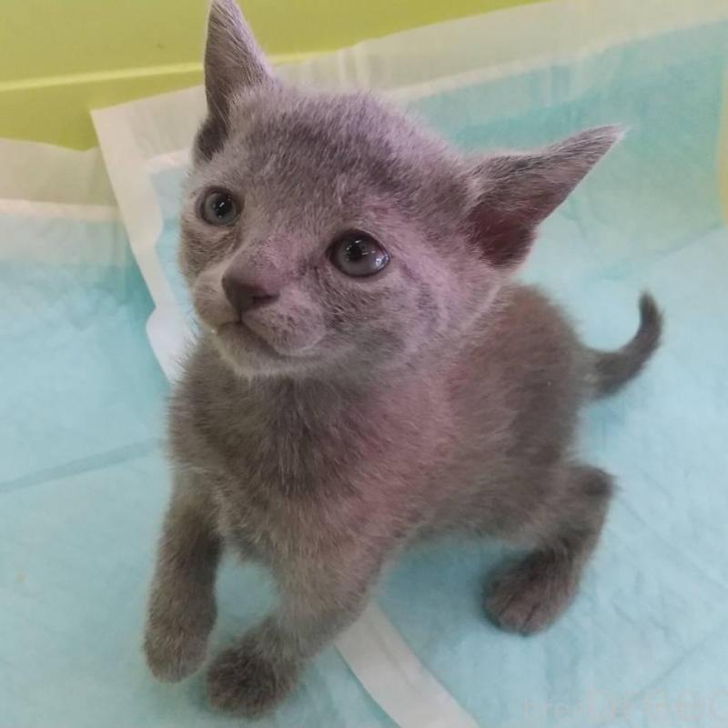 販売中の愛知県のロシアンブルー-132326