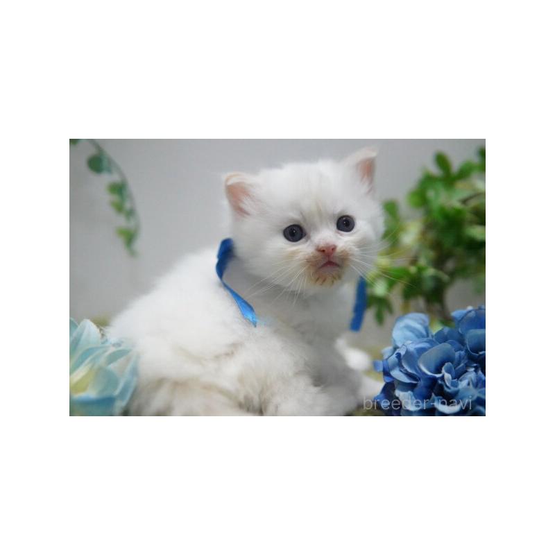 販売中の神奈川県のミヌエット-133813の5枚目