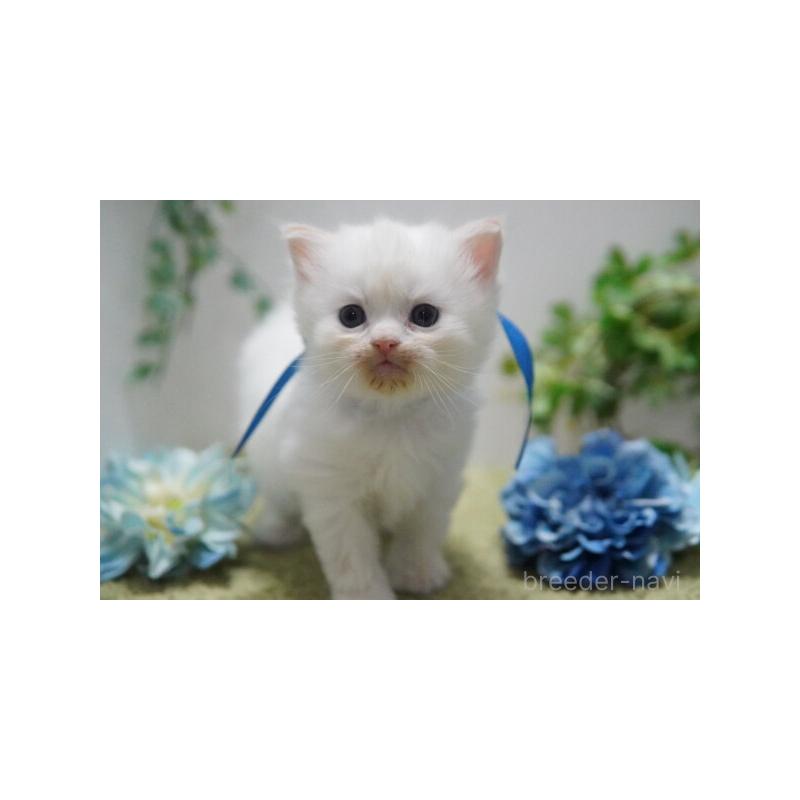 販売中の神奈川県のミヌエット-133813の3枚目