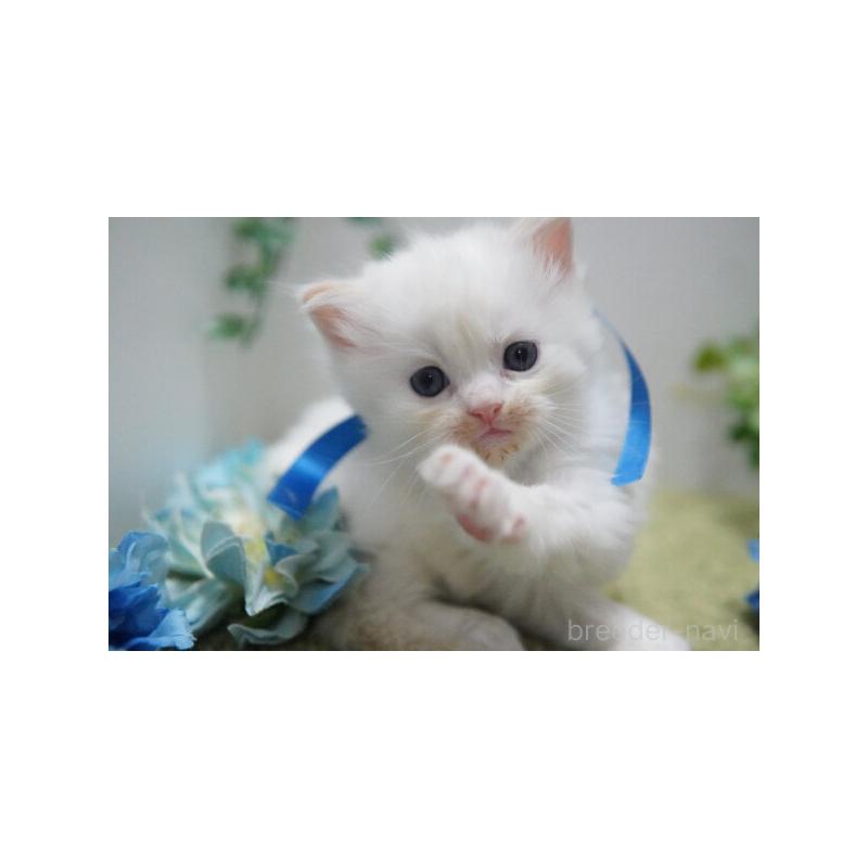 販売中の神奈川県のミヌエット-133813の2枚目