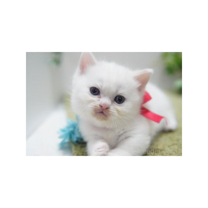 販売中の神奈川県のミヌエット(短足)-133814の5枚目