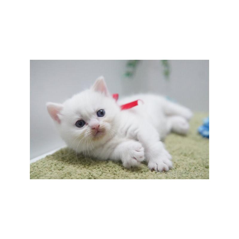 販売中の神奈川県のミヌエット(短足)-133814の4枚目