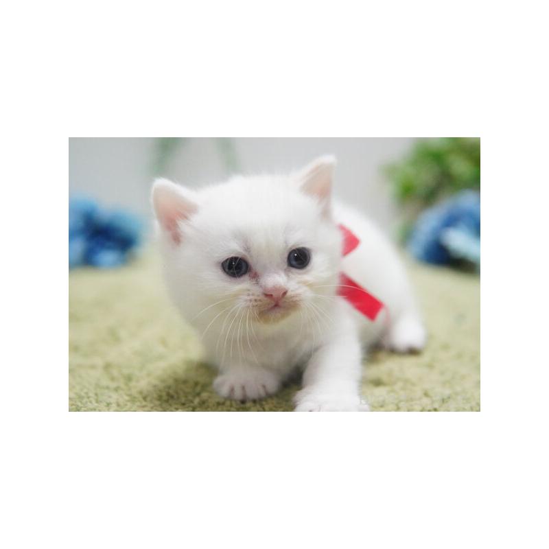 販売中の神奈川県のミヌエット(短足)-133814の3枚目