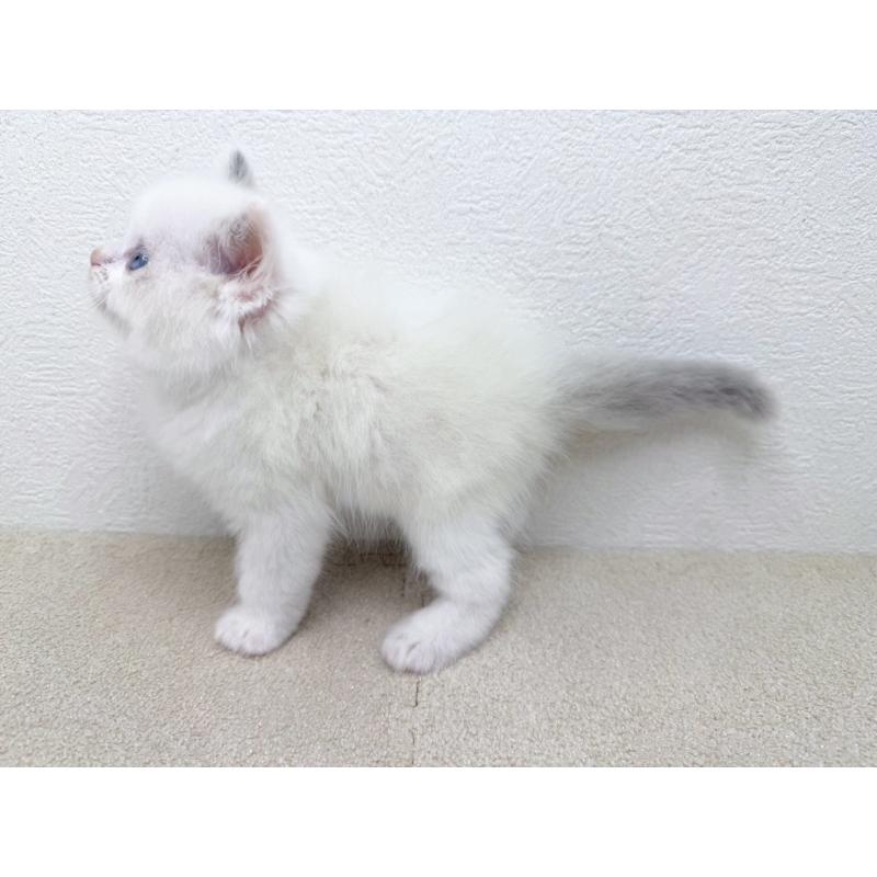 販売中の千葉県のラグドール-133881の4枚目