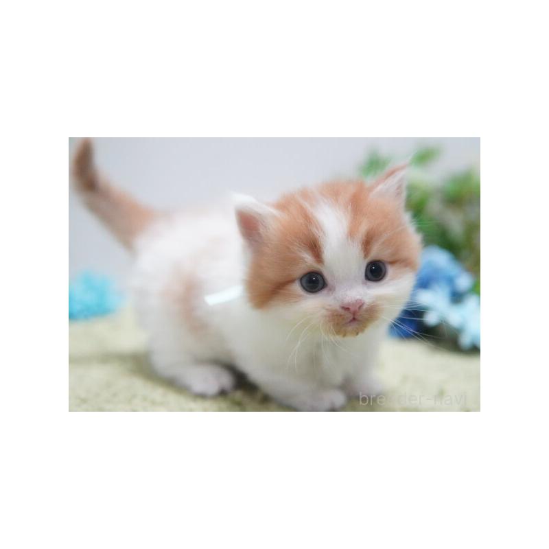 販売中の神奈川県のミヌエット(短足)-133815の6枚目