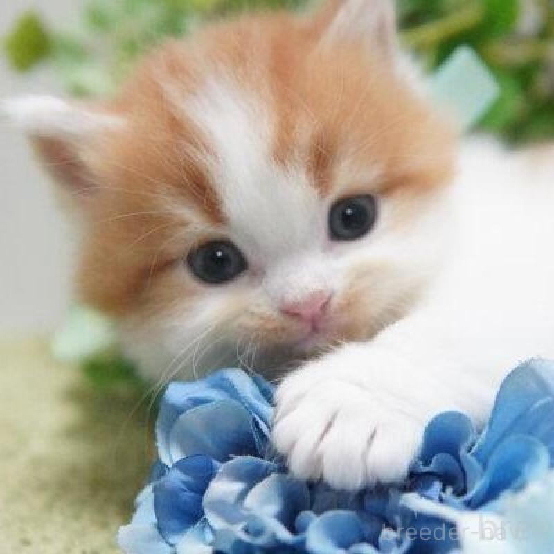 販売中の神奈川県のミヌエット(短足)-133815