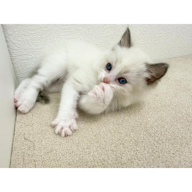 販売中の千葉県のラグドール-133875の4枚目