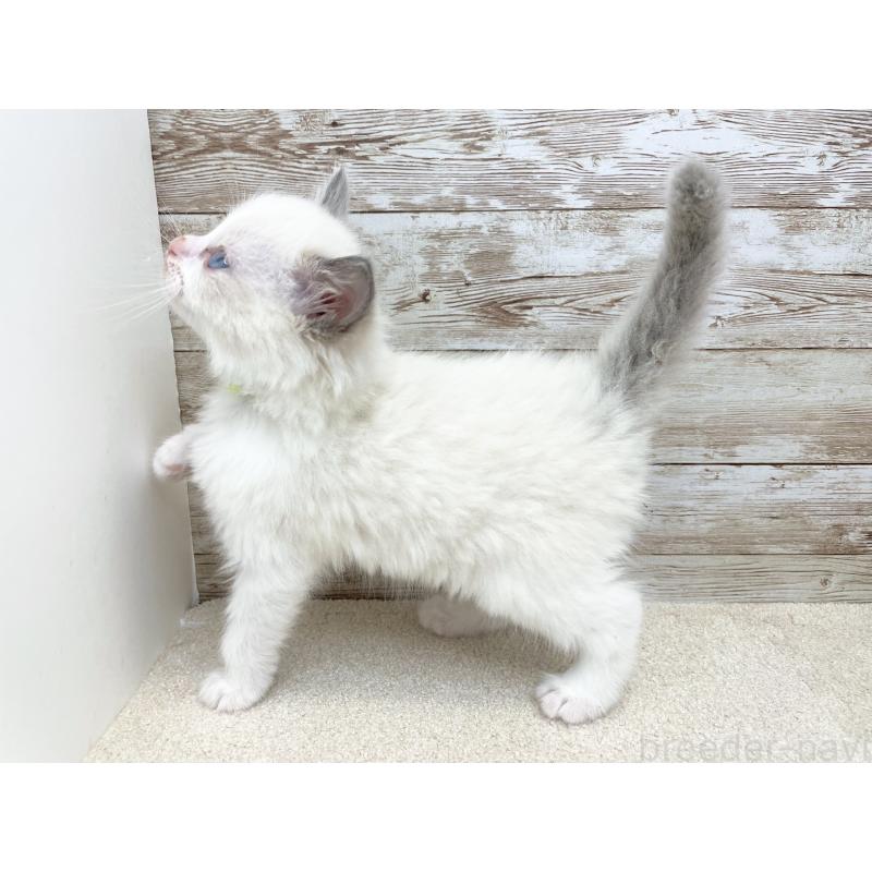 販売中の千葉県のラグドール-133875の3枚目