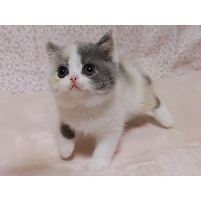 販売中の愛媛県のミヌエット-133816の6枚目