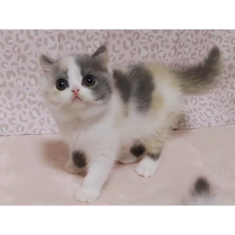 販売中の愛媛県のミヌエット-133816の5枚目