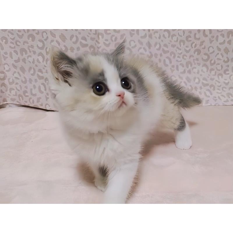 販売中の愛媛県のミヌエット-133816の4枚目