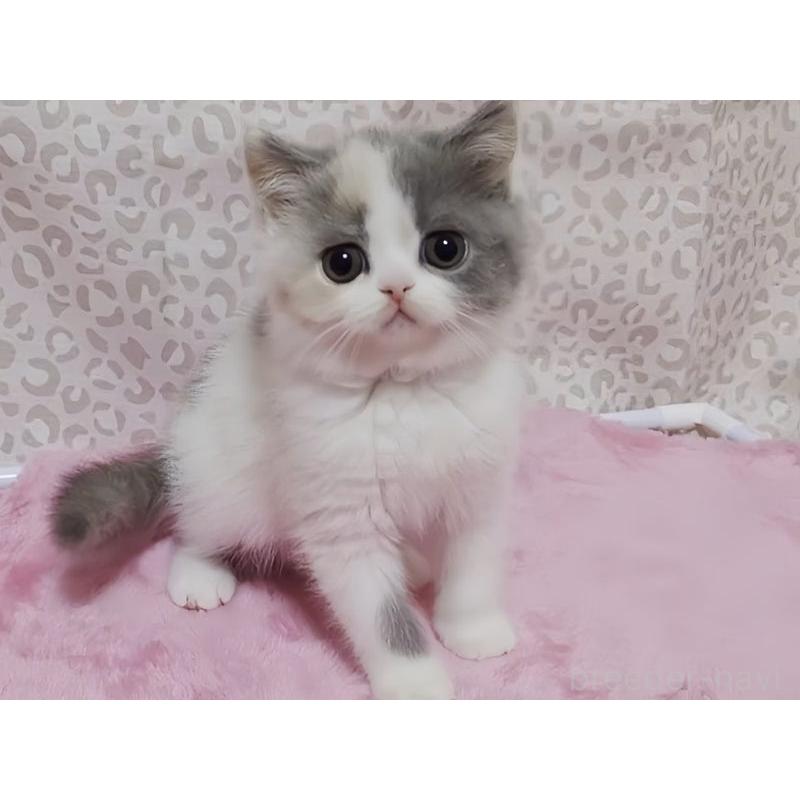 販売中の愛媛県のミヌエット-133816の3枚目