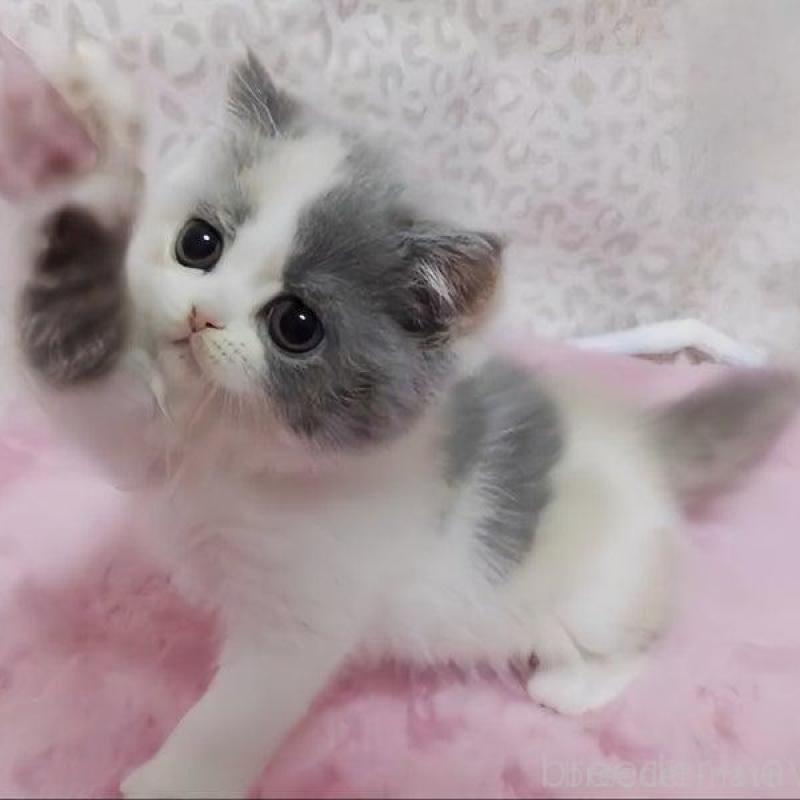 販売中の愛媛県のミヌエット-133816