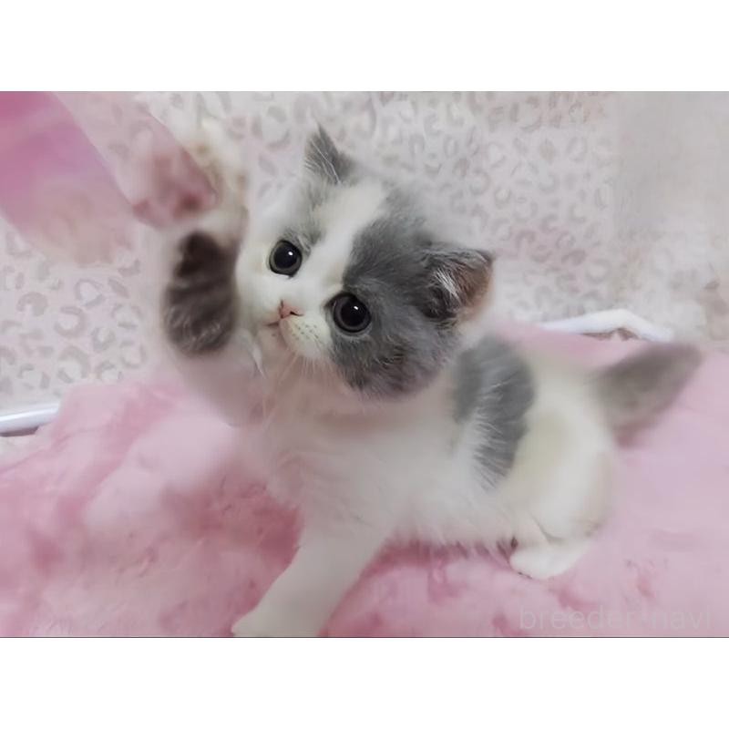 販売中の愛媛県のミヌエット-133816の2枚目