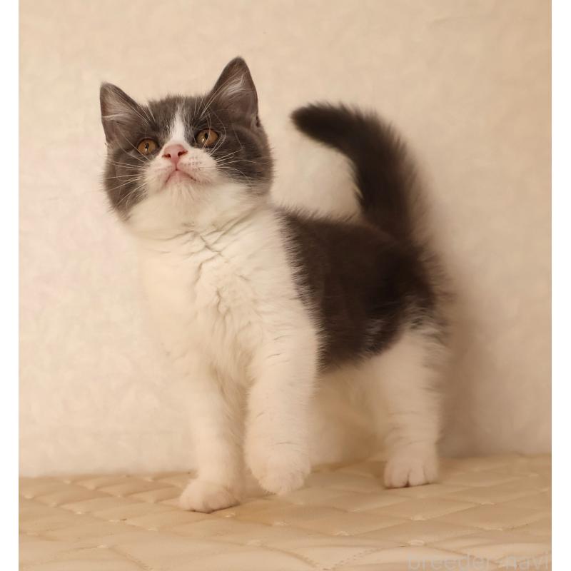 販売中の静岡県のブリティッシュショートヘア-129204の4枚目