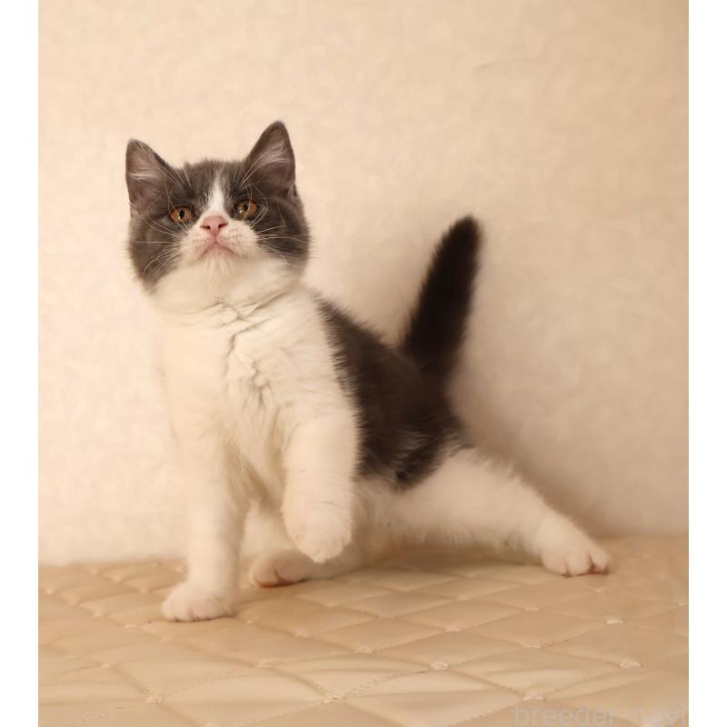 販売中の静岡県のブリティッシュショートヘア-129204の3枚目