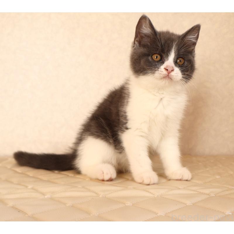 販売中の静岡県のブリティッシュショートヘア-129204の2枚目