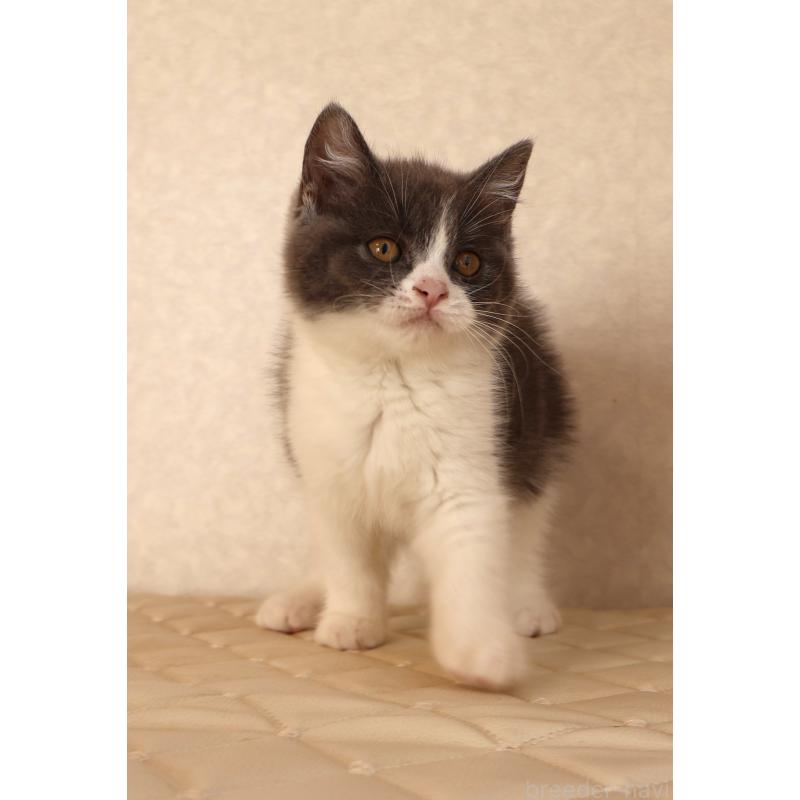 販売中の静岡県のブリティッシュショートヘア-129204の1枚目