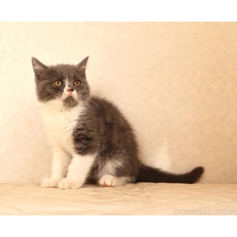 販売中の静岡県のブリティッシュショートヘア-129203の14枚目