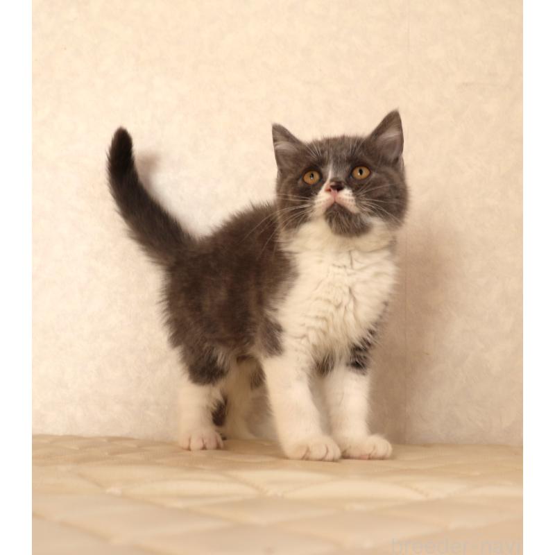 販売中の静岡県のブリティッシュショートヘア-129203の13枚目