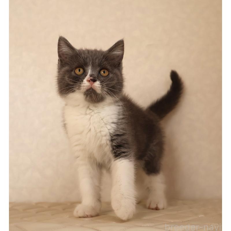 販売中の静岡県のブリティッシュショートヘア-129203の12枚目