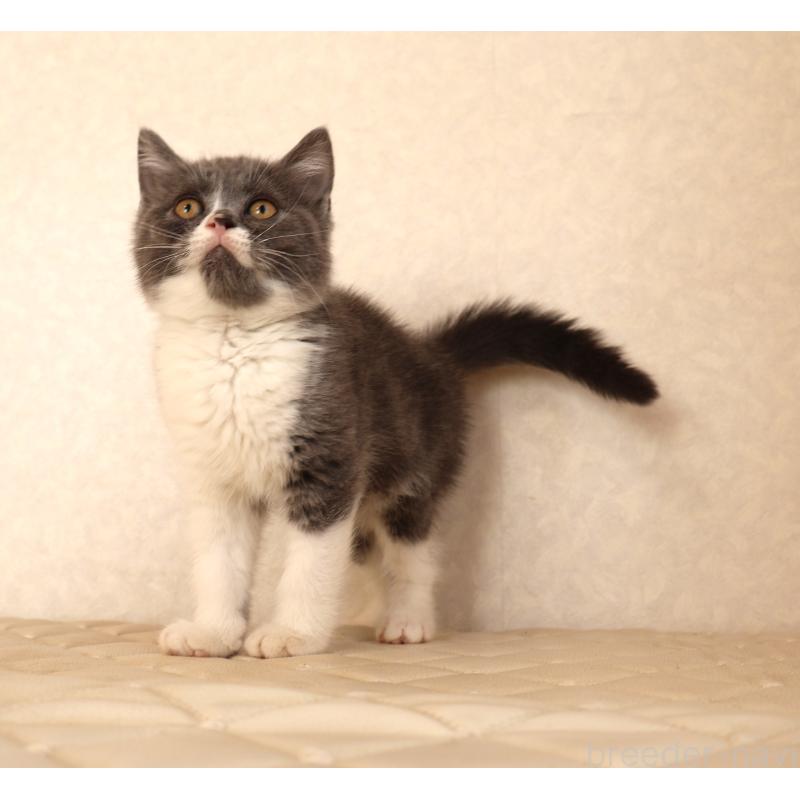 販売中の静岡県のブリティッシュショートヘア-129203の11枚目