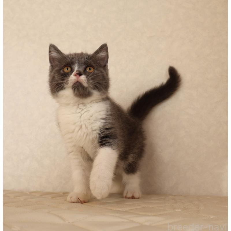 販売中の静岡県のブリティッシュショートヘア-129203