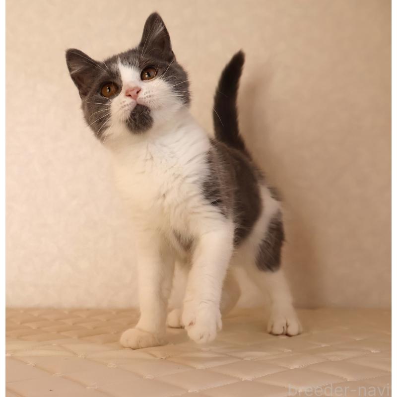 販売中の静岡県のブリティッシュショートヘア-125925の5枚目