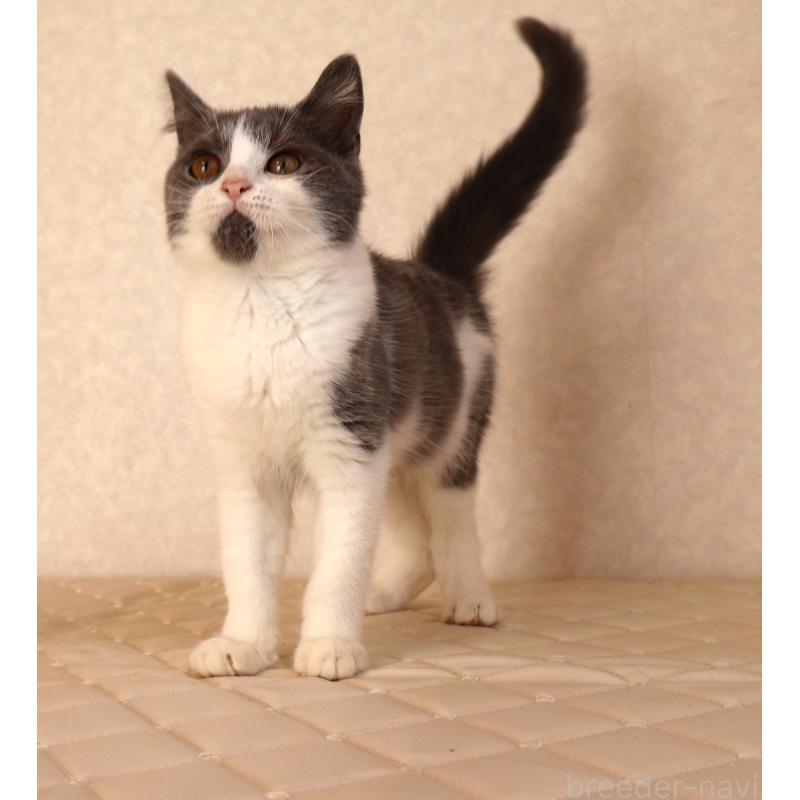 販売中の静岡県のブリティッシュショートヘア-125925の4枚目