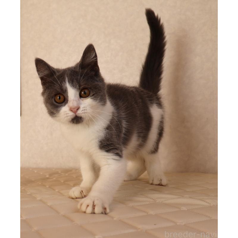 販売中の静岡県のブリティッシュショートヘア-125925の3枚目