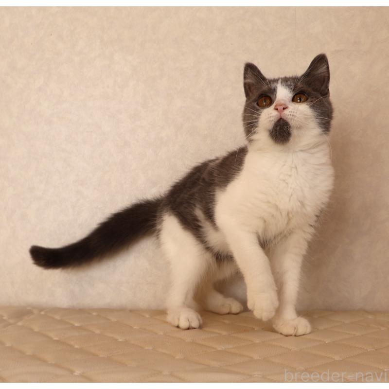 販売中の静岡県のブリティッシュショートヘア-125925の2枚目