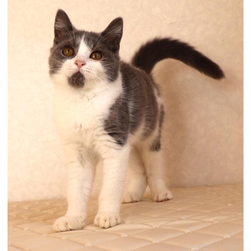 販売中の静岡県のブリティッシュショートヘア-125925の1枚目