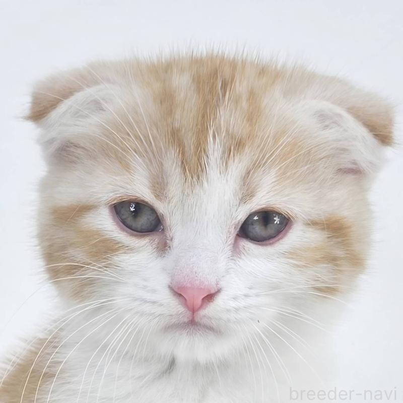 販売中の茨城県のマンチカン-133817の1枚目