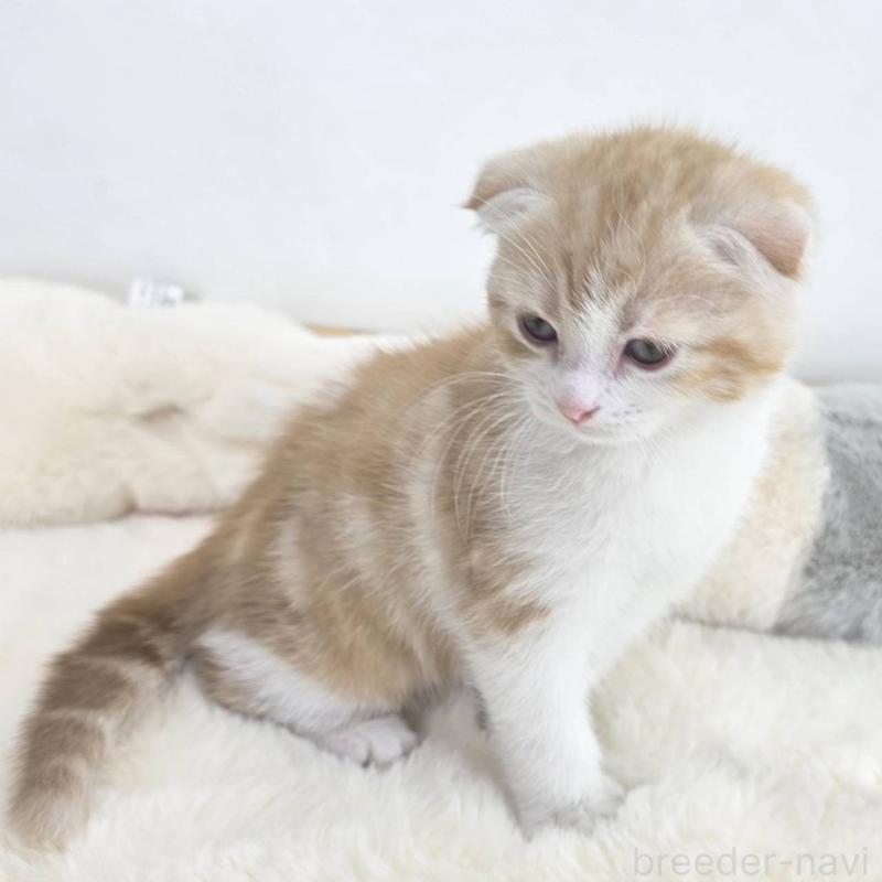 販売中の茨城県のマンチカン-133817の5枚目