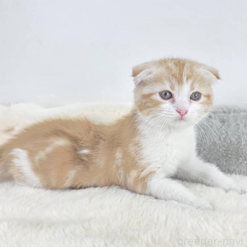 販売中の茨城県のマンチカン-133817の4枚目