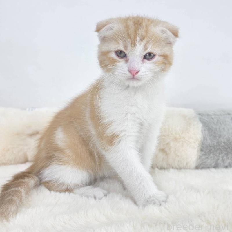 販売中の茨城県のマンチカン-133817の3枚目